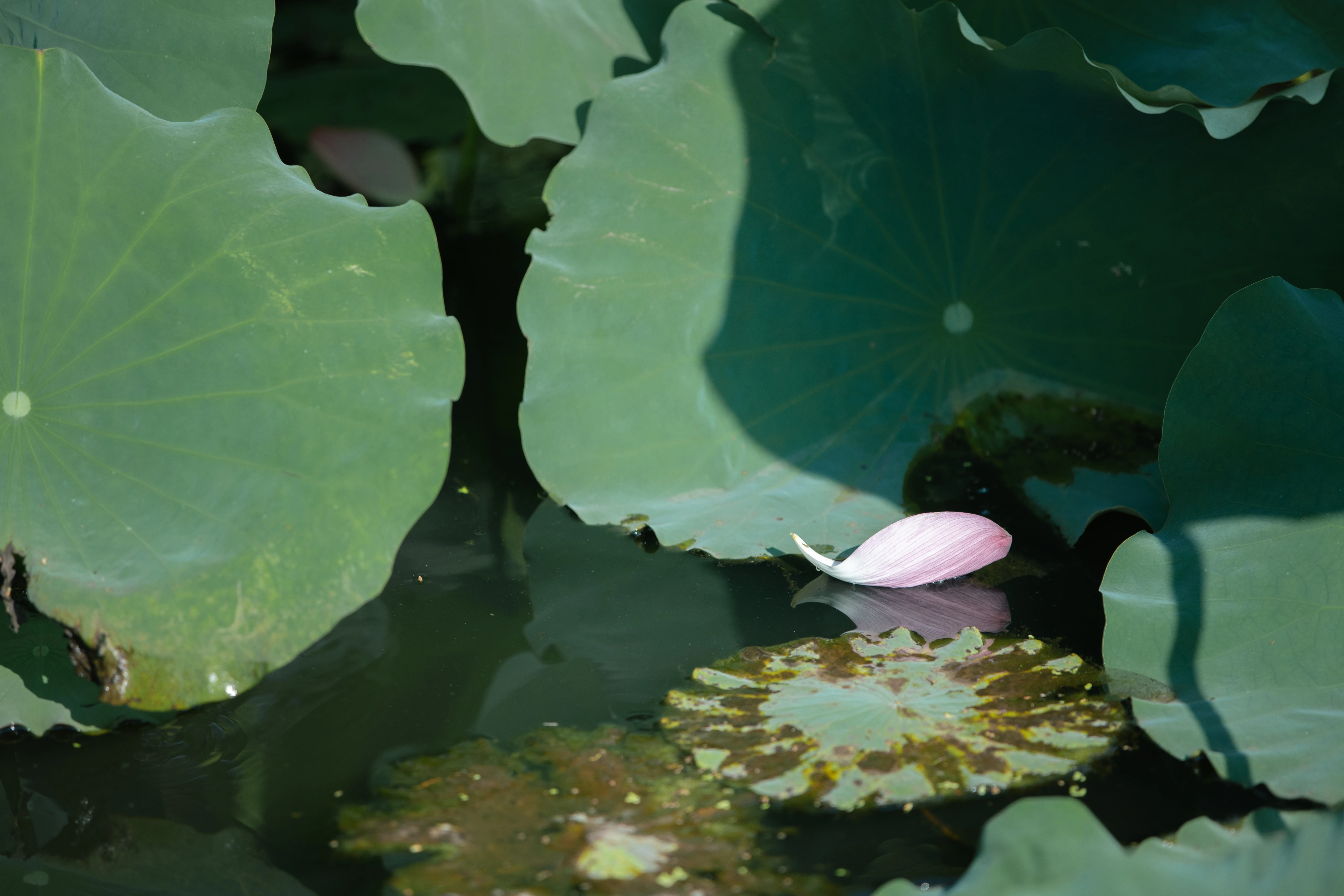 ����� ��Ҳ����