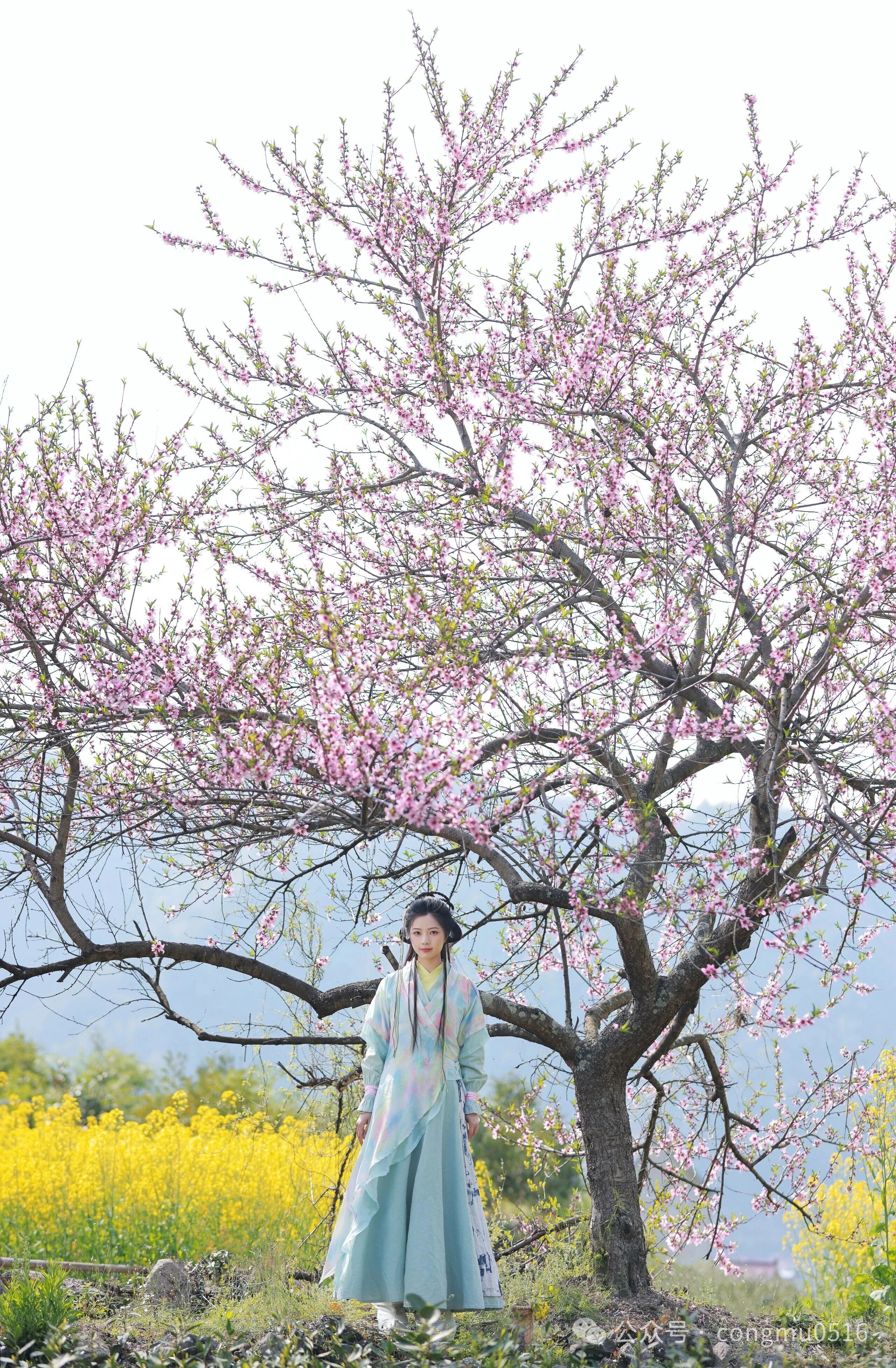 春去秋来万物休 唯有柿子挂灯笼