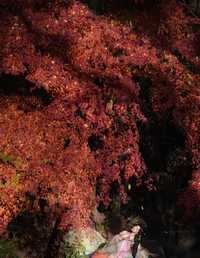 仙气飘飘的汉服少女，花海中的唯美瞬间