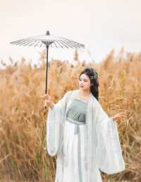 厦门芦苇古风摄影