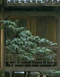 山中闲居 大王山大王