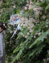 春日游 鹅鹅吃不饱