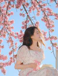 樱花，绽放的浪漫