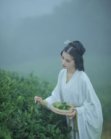 采茶女