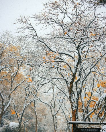 初雪