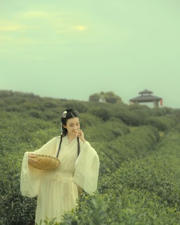 盛夏，梦回茶园