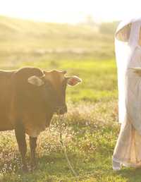 花花牛 小清菡呀