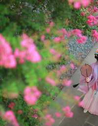 紫薇花开 一只大大大李子