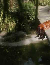 青庭疏影，惊鸿入画 曼丽