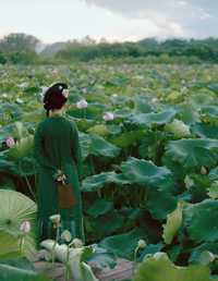 误入藕花 胡南南噢