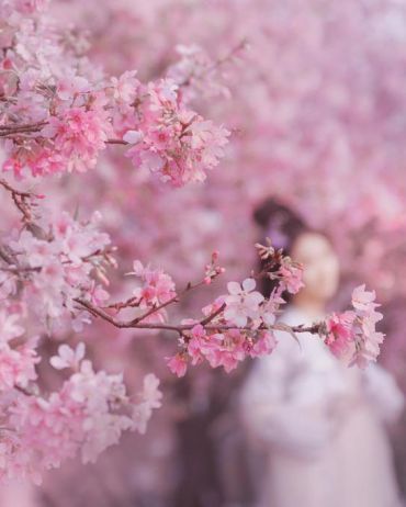 樱花赋