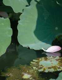 泣香红 三也酱酱