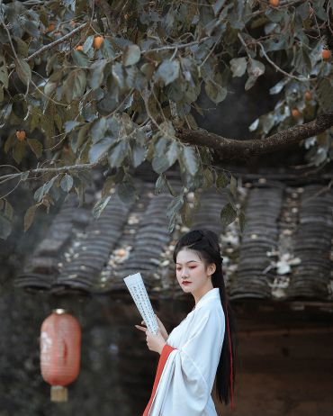 尤溪银杏