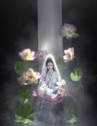 一瓣清荷，半卷禅诗