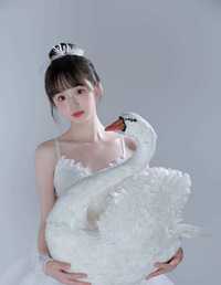 白天鹅 licaicain