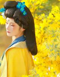 唐 _ 金合欢 不听山