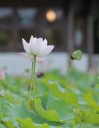 误入藕花深处 伊伊